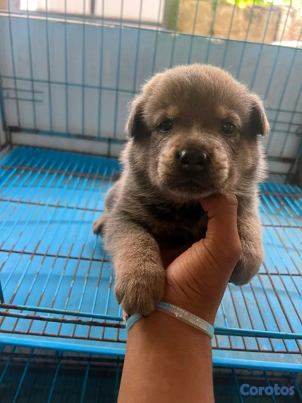 animales y mascotas - Chow Chow  6