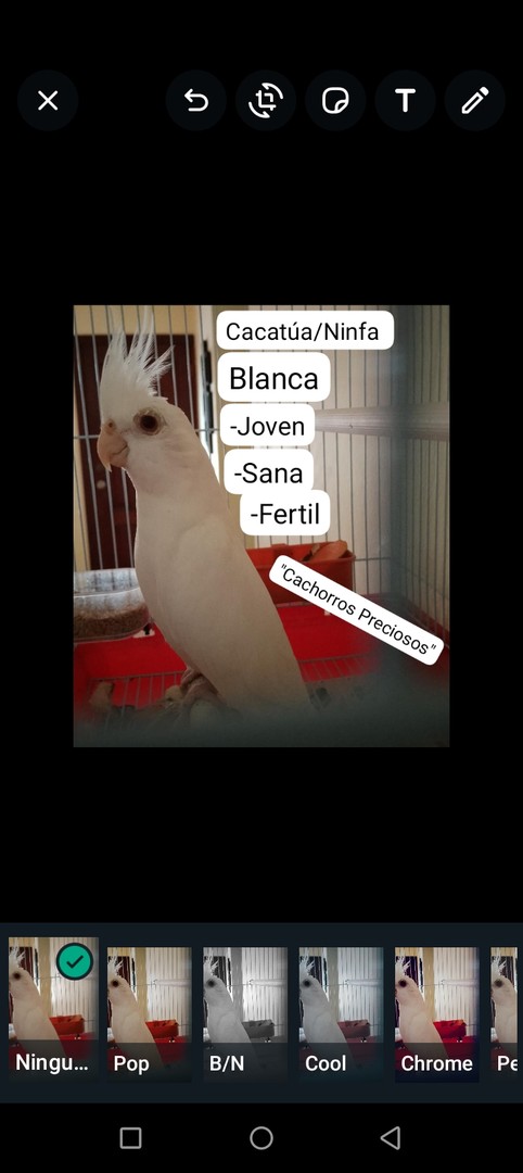 animales y mascotas - Aves papilleras, mansa joven y adultas y acesorios  5