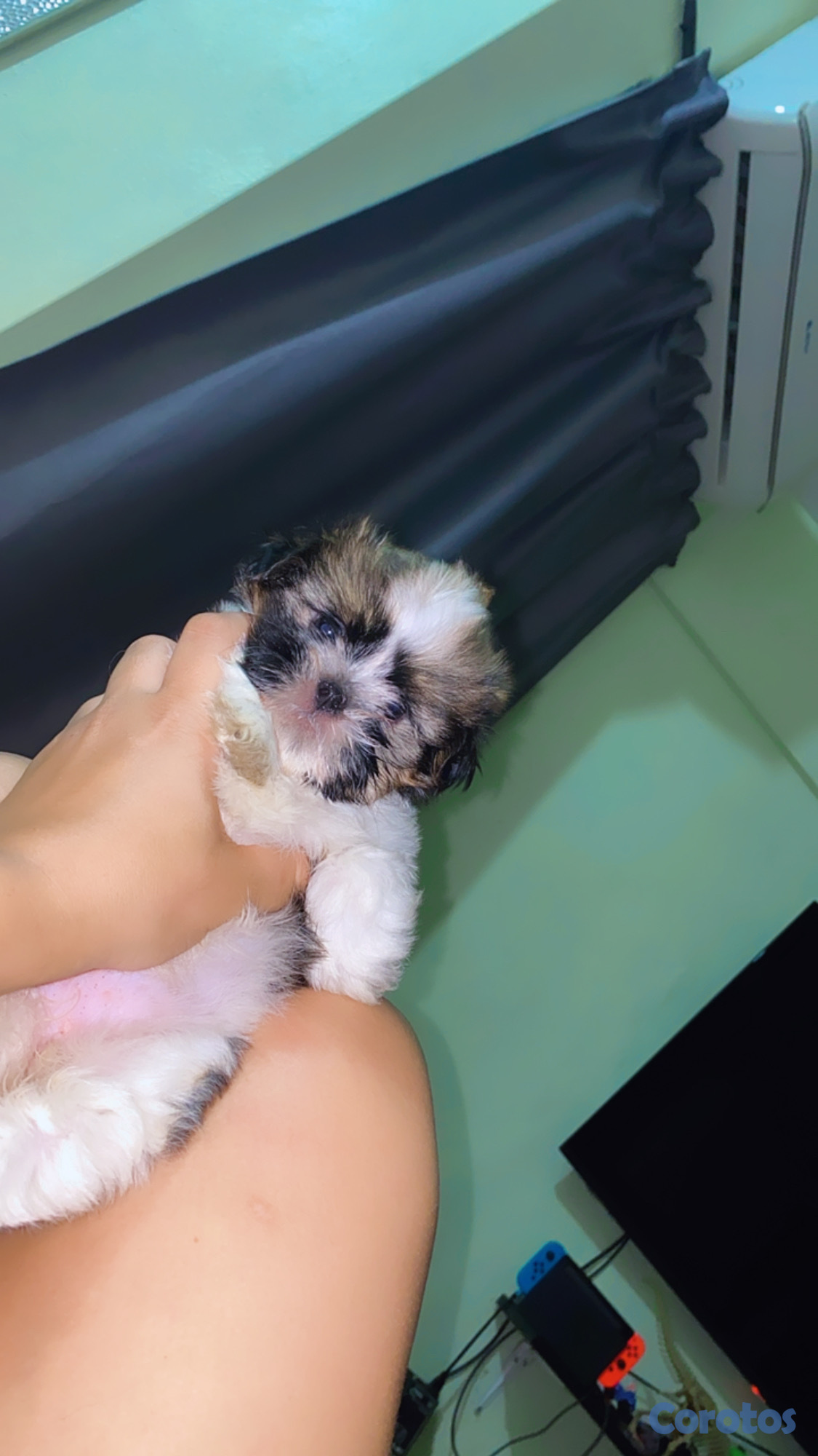 animales y mascotas - Cachorro Shih Tzu mini hembra  4