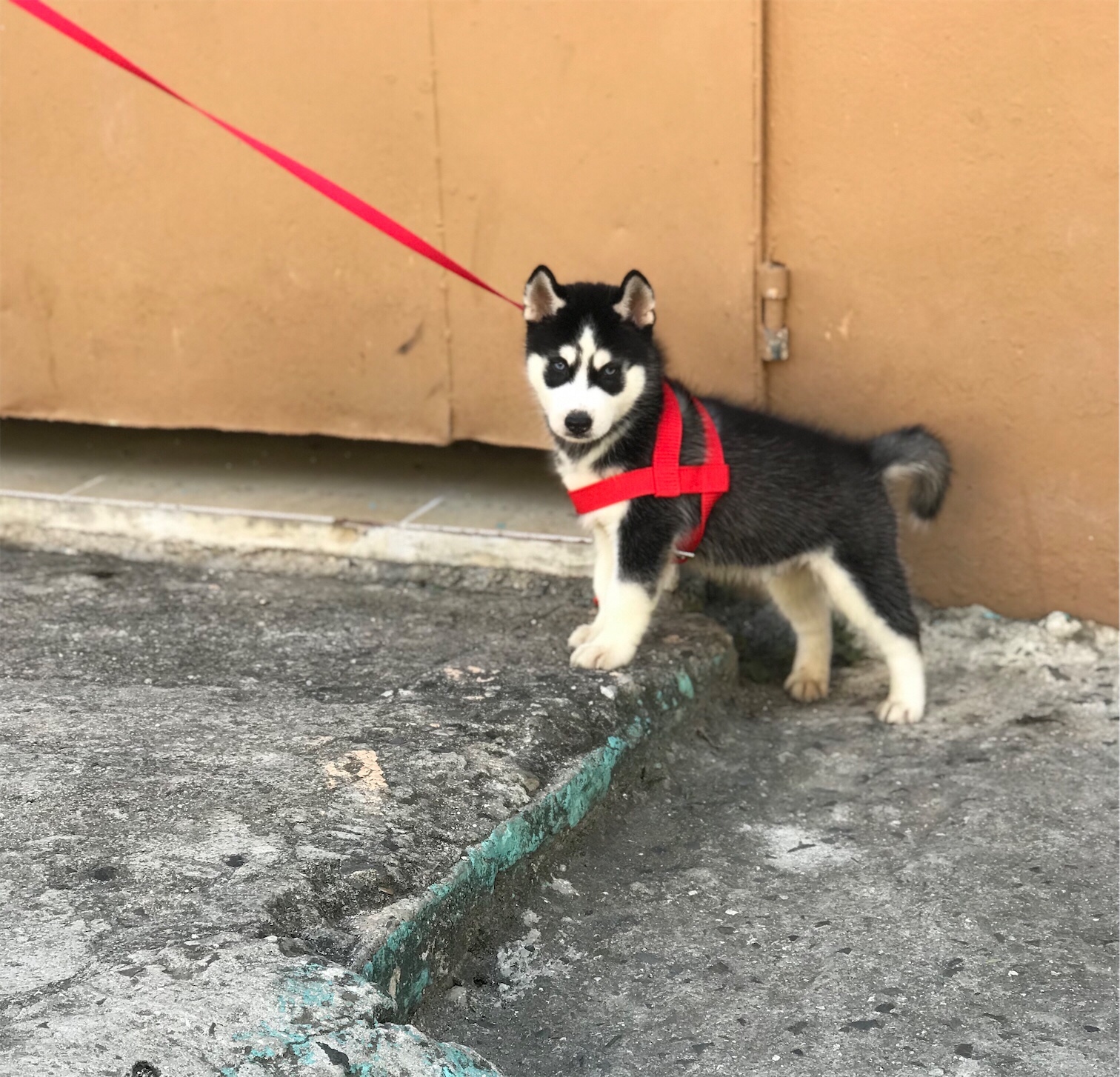 animales y mascotas - Cachorro de Husky Siberiano de 3 meses  7