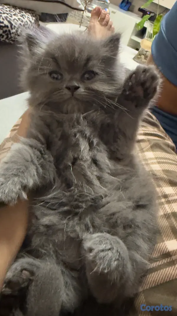 animales y mascotas - Gato Persa Blue Macho 5