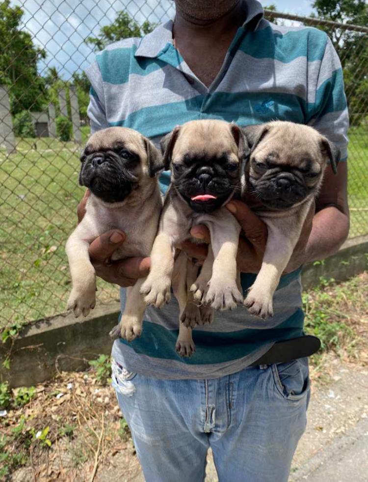 animales y mascotas - Pug hembras y machos. Dog, pet, mascotas, cachorro
