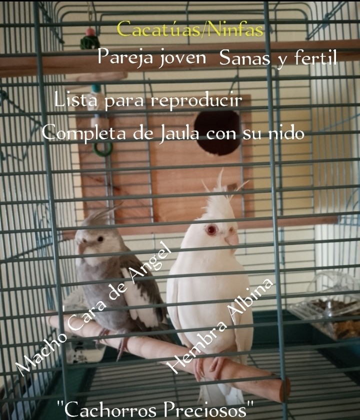 animales y mascotas - Aves papilleras, mansa joven y adultas y acesorios  3