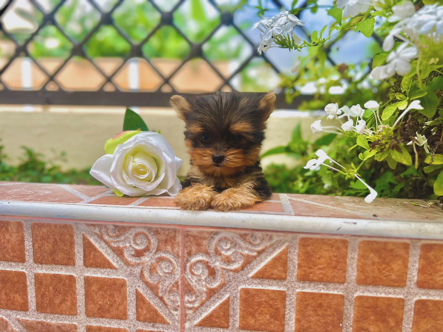 animales y mascotas - Yorkshire hembra toy