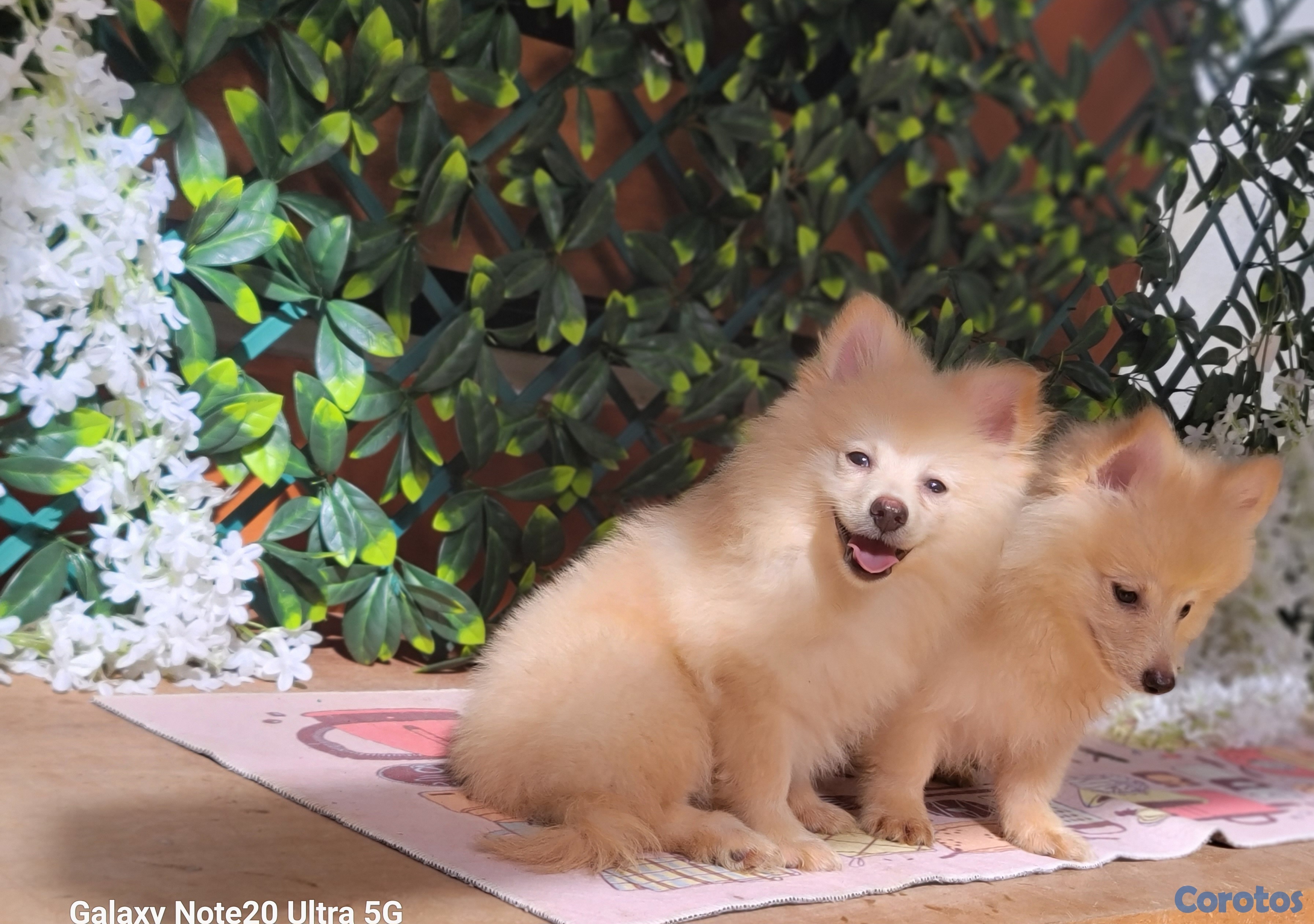 animales y mascotas - Cachorros Pomeranias macho disponible 5