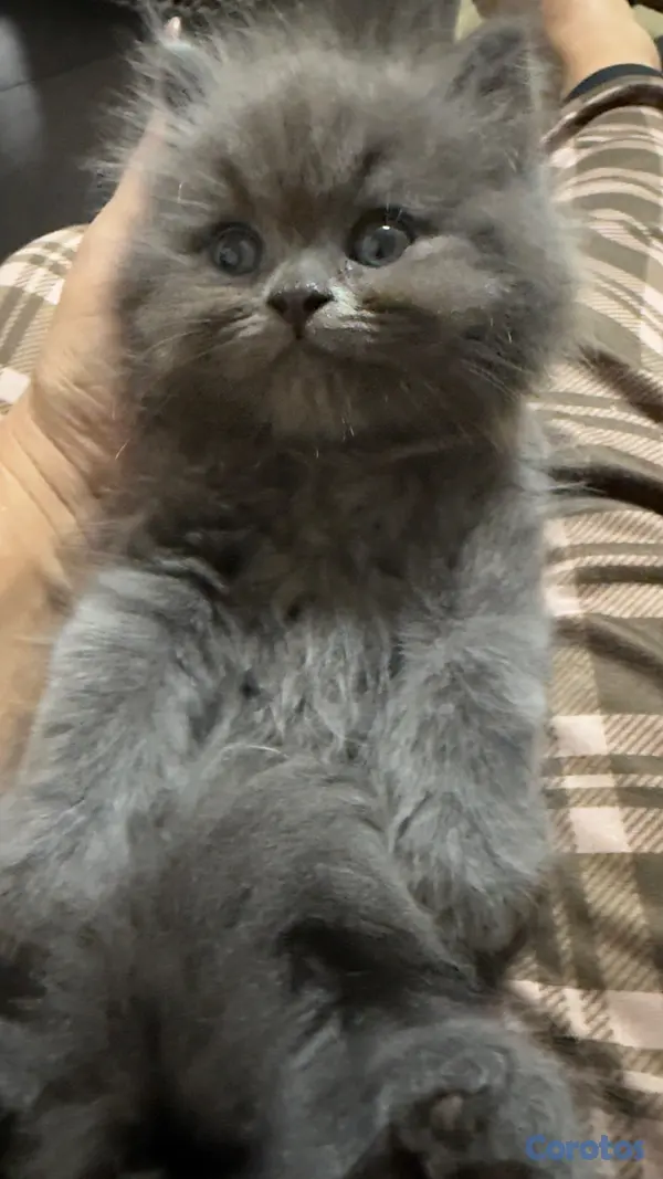 animales y mascotas - Gato Persa Blue Macho 6