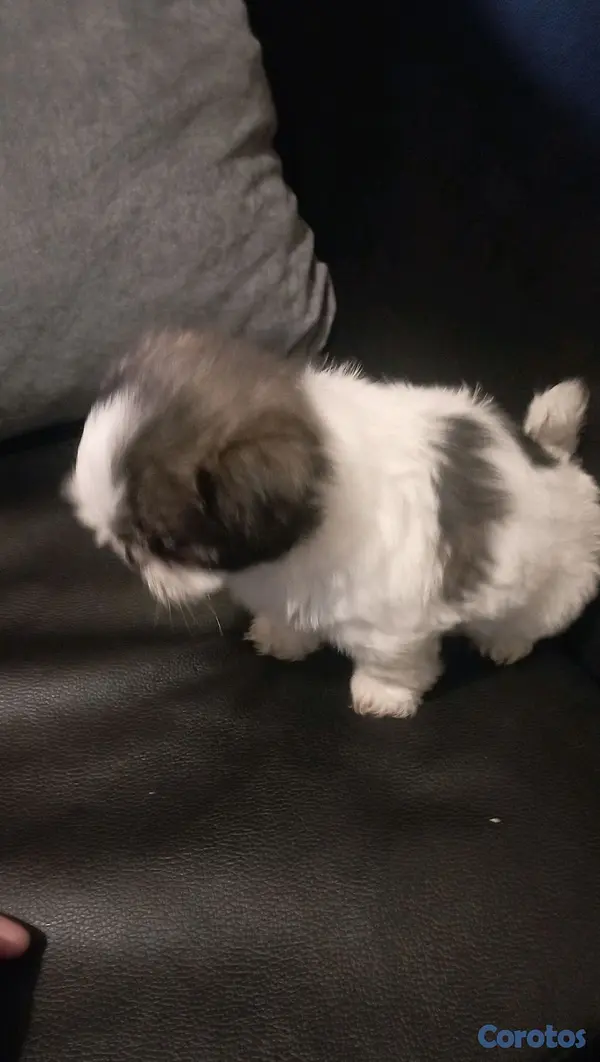 animales y mascotas - SHIH TZU MACHO 💙  3