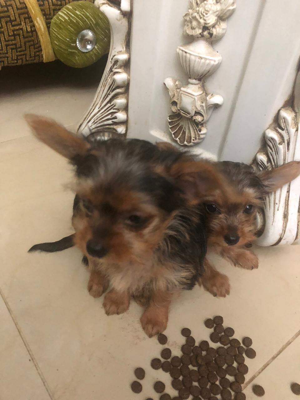 animales y mascotas - OFERTA CACHORRO YORKIE AMBOS SEXO EN SANTO DOMINGO