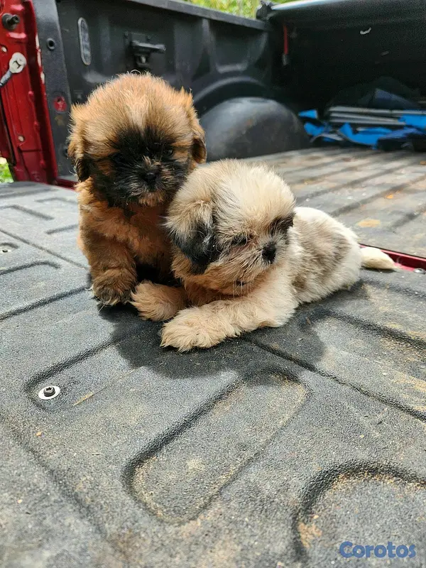 animales y mascotas - CACHORROS SHIH TZU 6