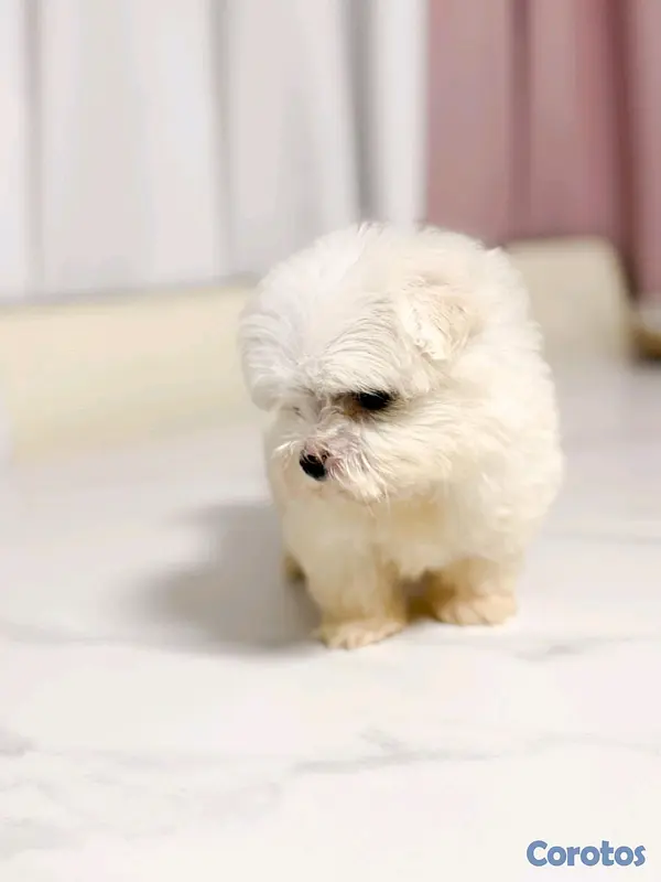 animales y mascotas - hermosa maltes hembra  mini  3