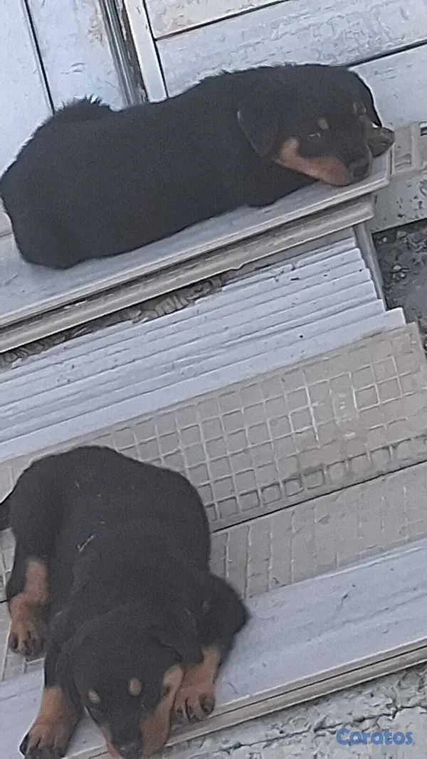 animales y mascotas - Cachorros Rottwailer  3