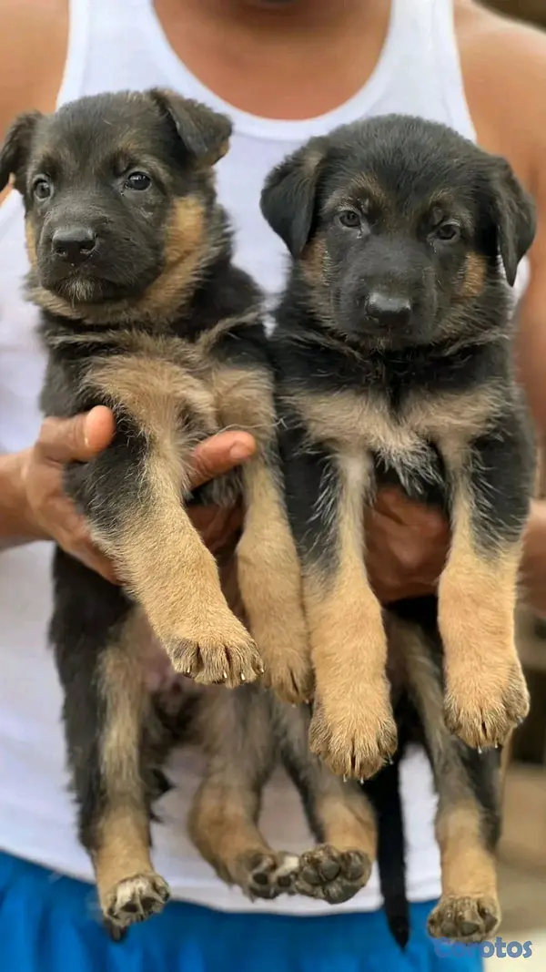 animales y mascotas - hermosos Cachorros de pastor alemán  2