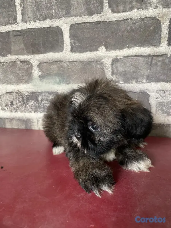 animales y mascotas - Shih tzu  cachorros  2