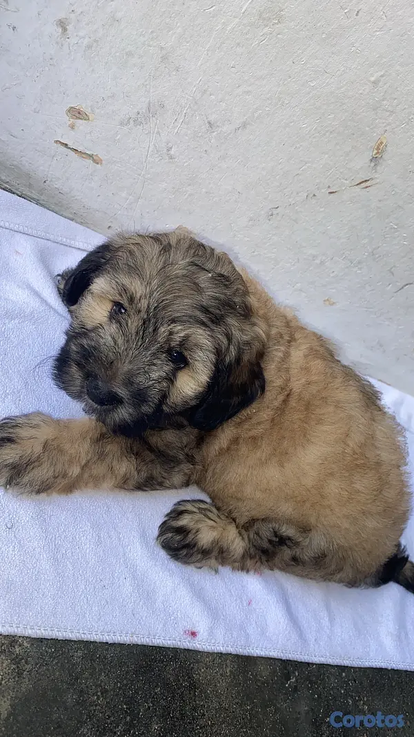 animales y mascotas - vendo cachorros Shitzu con pudulf  3