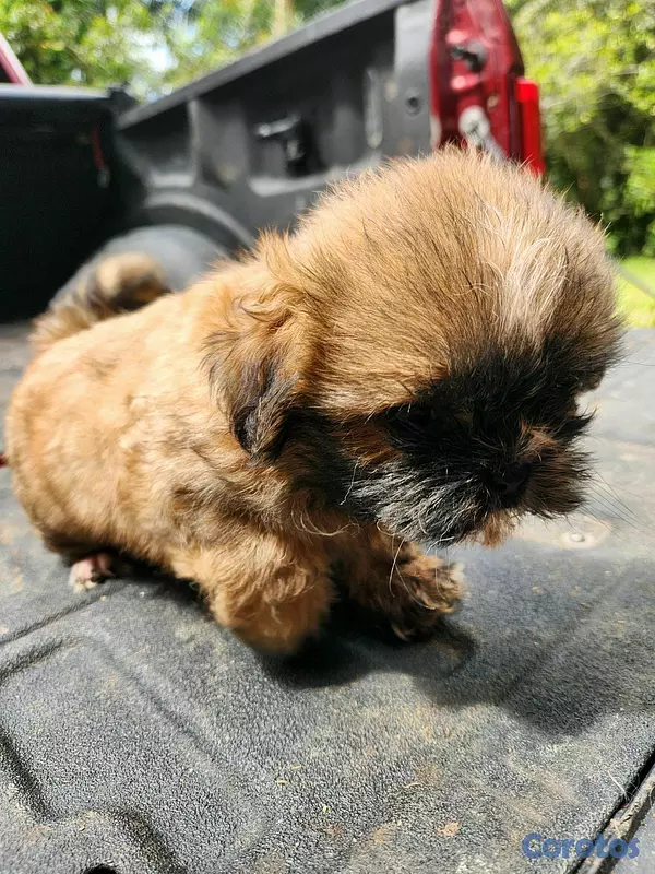 animales y mascotas - CACHORROS SHIH TZU 3