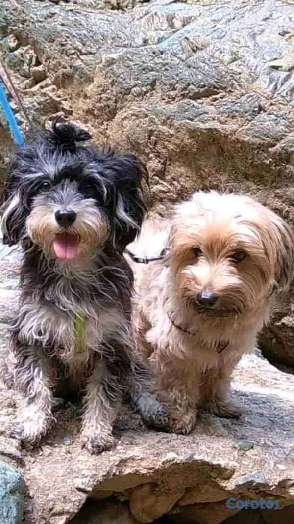 animales y mascotas - poodles macho  6