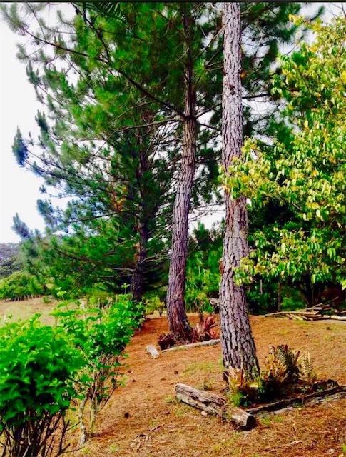 casas vacacionales y villas - Hermosa finca de pino y otros cosechos 
en San Jose de ocoa