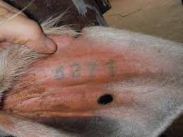 equipos profesionales - PINZA PARA NUMERAR CON TINTA CHINA ANIMALES COMO,  1