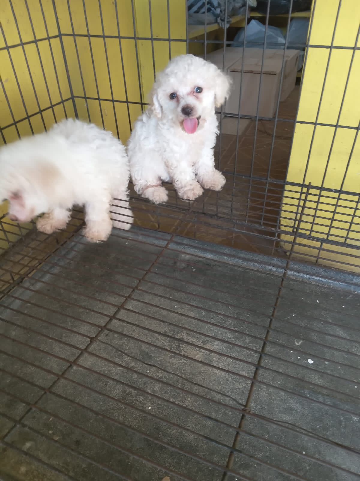 animales y mascotas - OFERTA CACHORRO POODLE CANICHE HEMBRA EN SANTO DOM