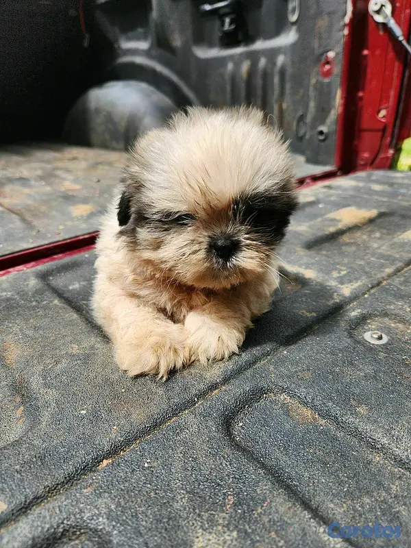 animales y mascotas - CACHORROS SHIH TZU 4