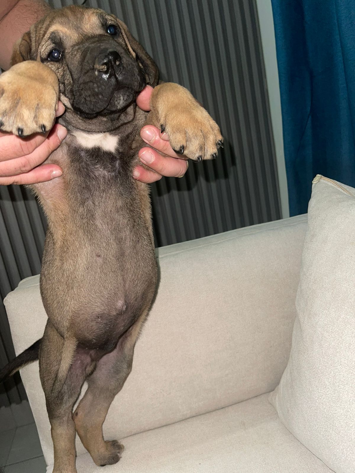 animales y mascotas - Fila brasileño hembra y macho. Dog, pet, mascota