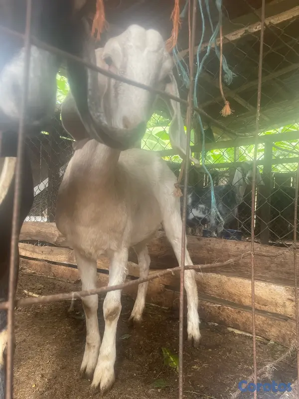 animales y mascotas - se venden pareja de chivos  5