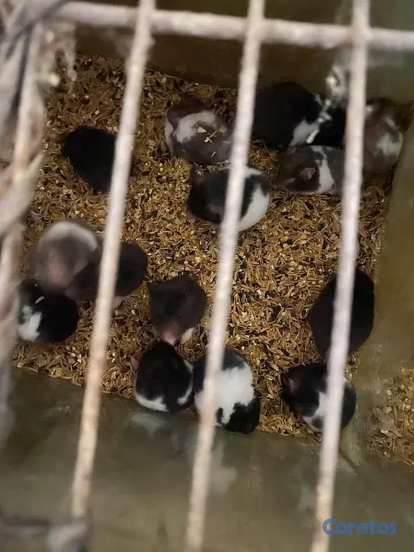 animales y mascotas - Hamster  Buenas condiciones ubicación en Moca  2