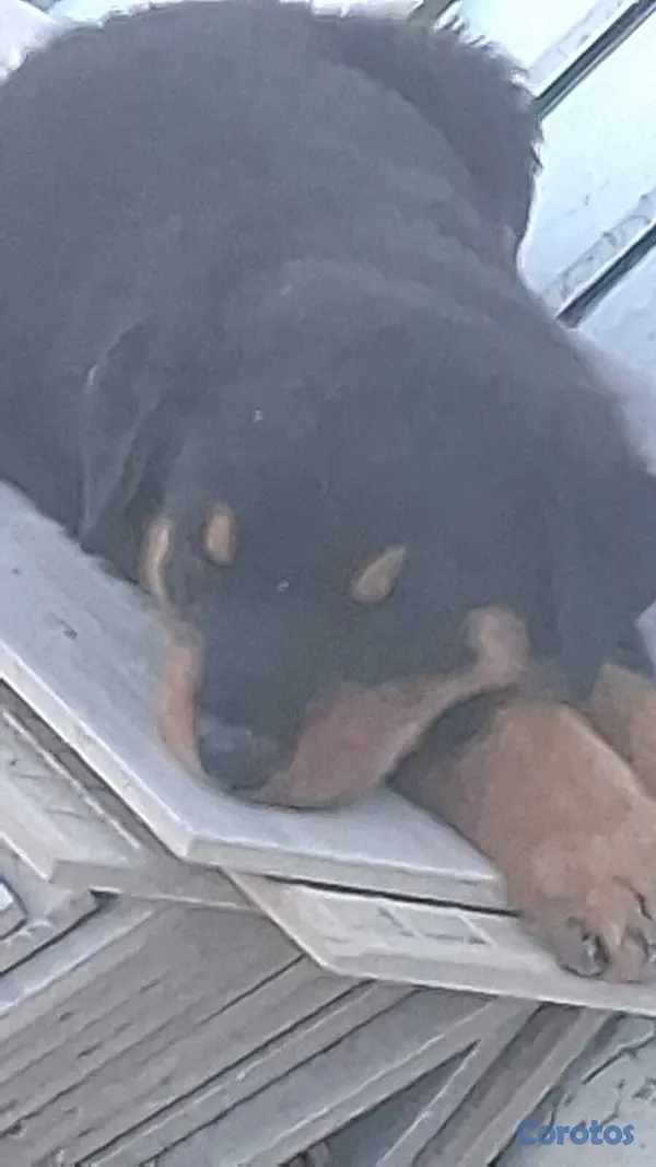 animales y mascotas - Cachorros Rottwailer  2