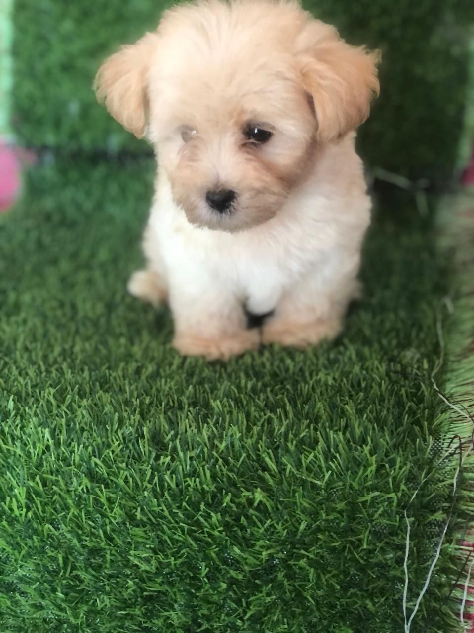 animales y mascotas - OFERTA CACHORRO SHIPOO AMBOS SEXO EN SANTO DOMING 
