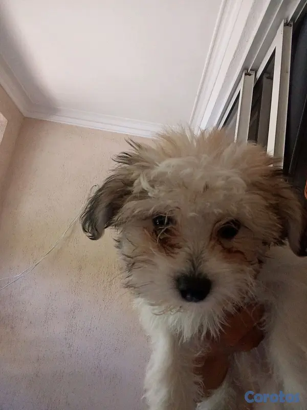 animales y mascotas - shipoo hembra 4