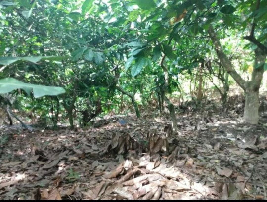 solares y terrenos - Finquitas de 15 tareas en producción de cacao, limón y plátanos, fácil acceso