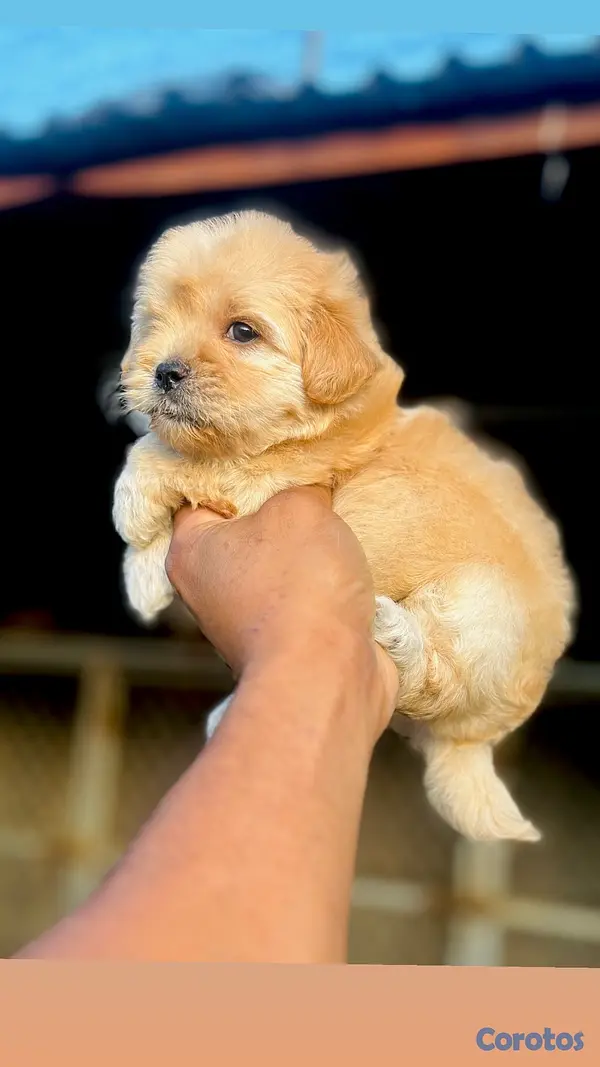 animales y mascotas - Maltipoo  4