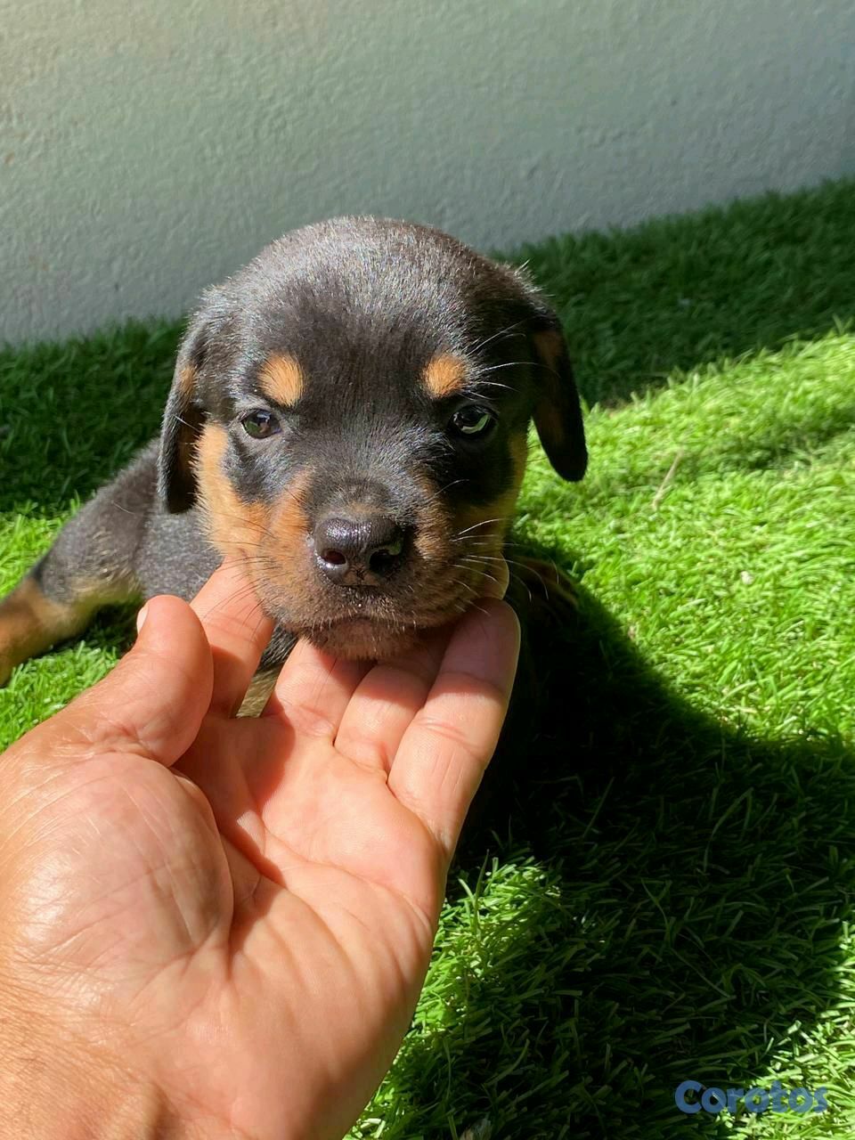 animales y mascotas - Rottweiler  1