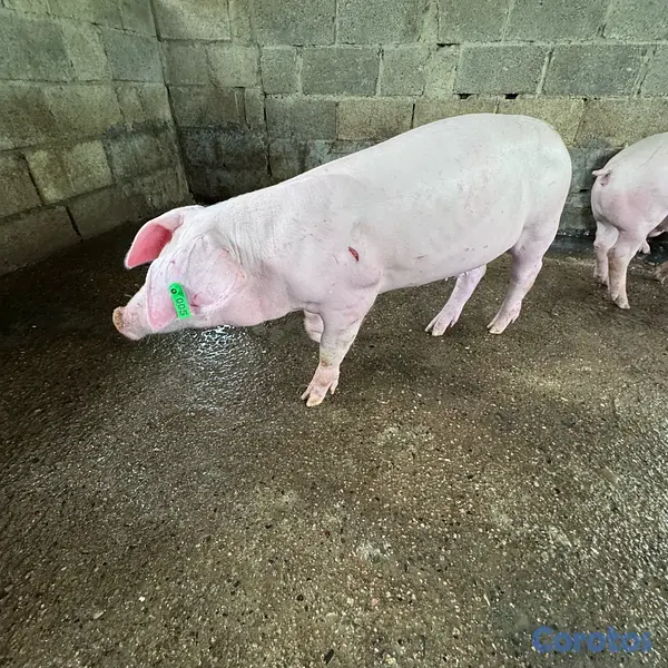 animales y mascotas - VENDO DOS VERRACOS (LANDRA) 2