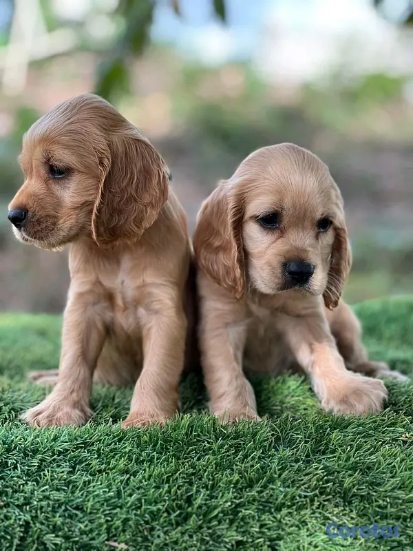 animales y mascotas - hermosos cachorritos cocker spaniel 2