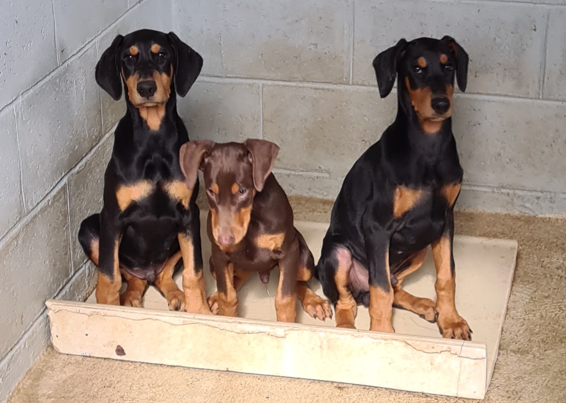 animales y mascotas - Cachorros Doberman registrados en la Federación Canina Dominicana
