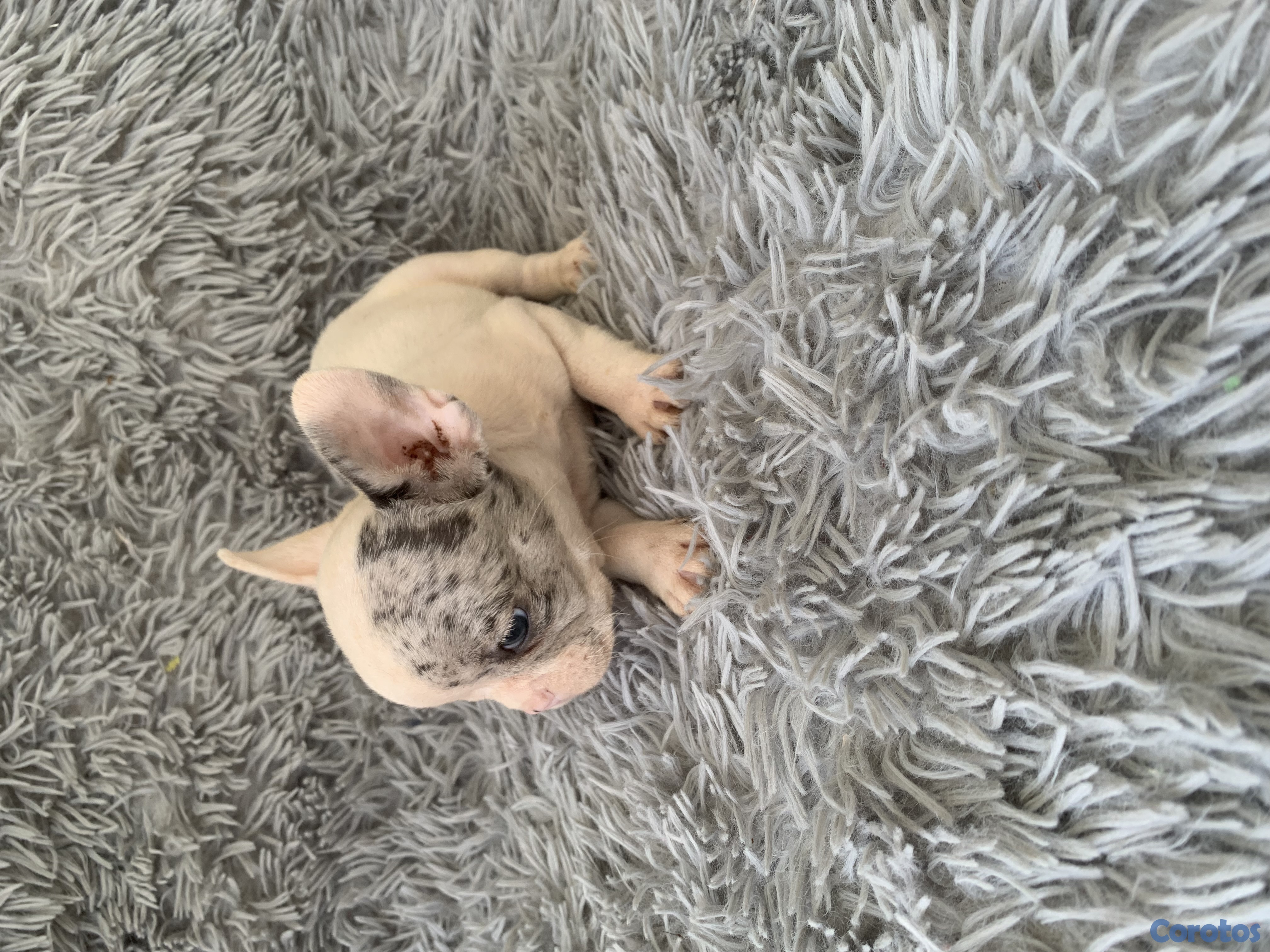 animales y mascotas - Bulldog francés  2