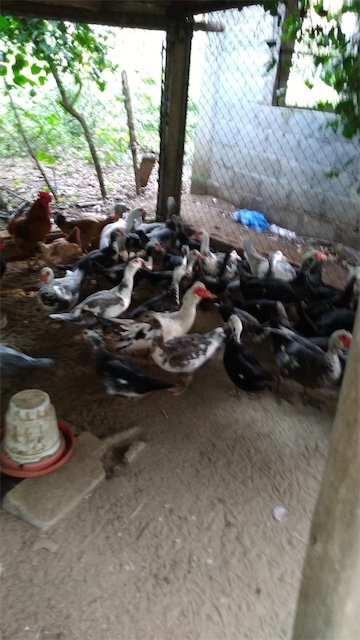 animales y mascotas - Patos a 100 pesos la libra
