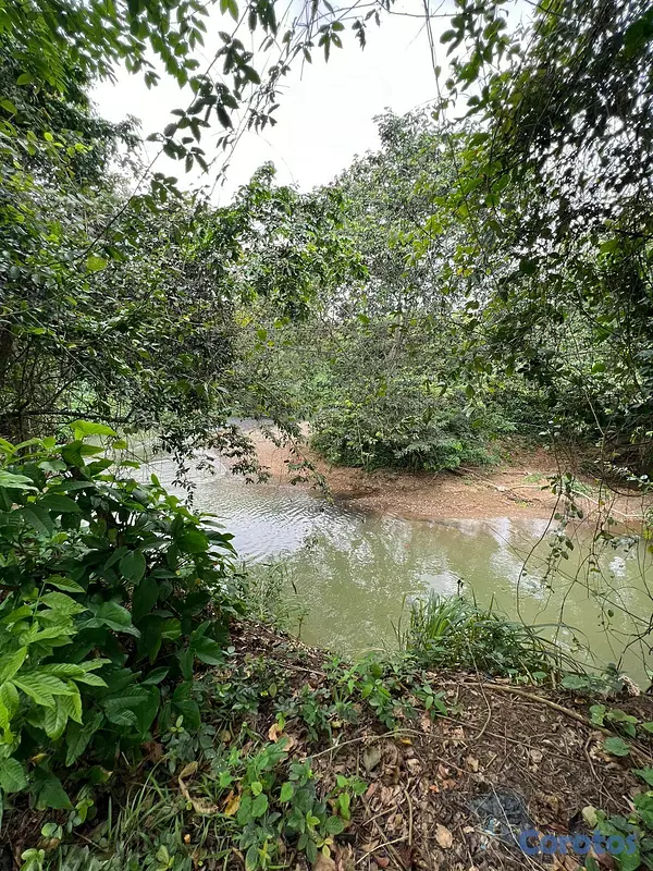 solares y terrenos - FINCA PARA DESARROLLO Y GANADERIA DE ALTO VALOR PR 5