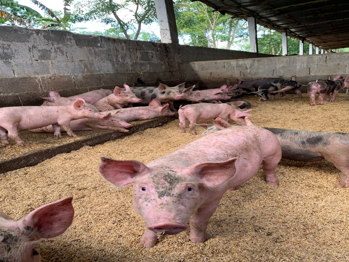 animales y mascotas - Cerdos en Venta