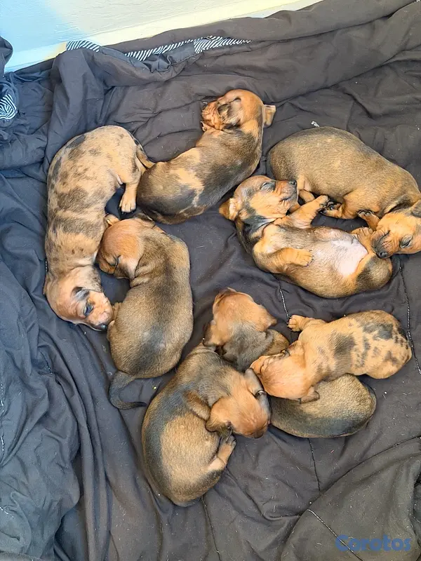 animales y mascotas - Venta Cachorros Salchichas  3
