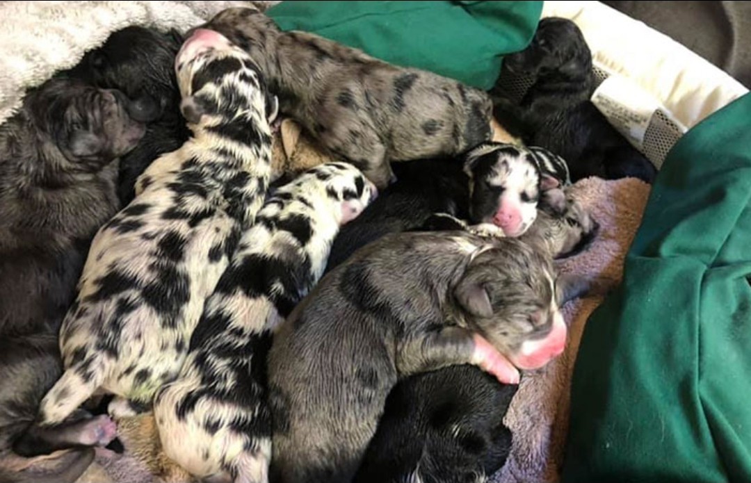 animales y mascotas - Gran danés exótico blue merle 