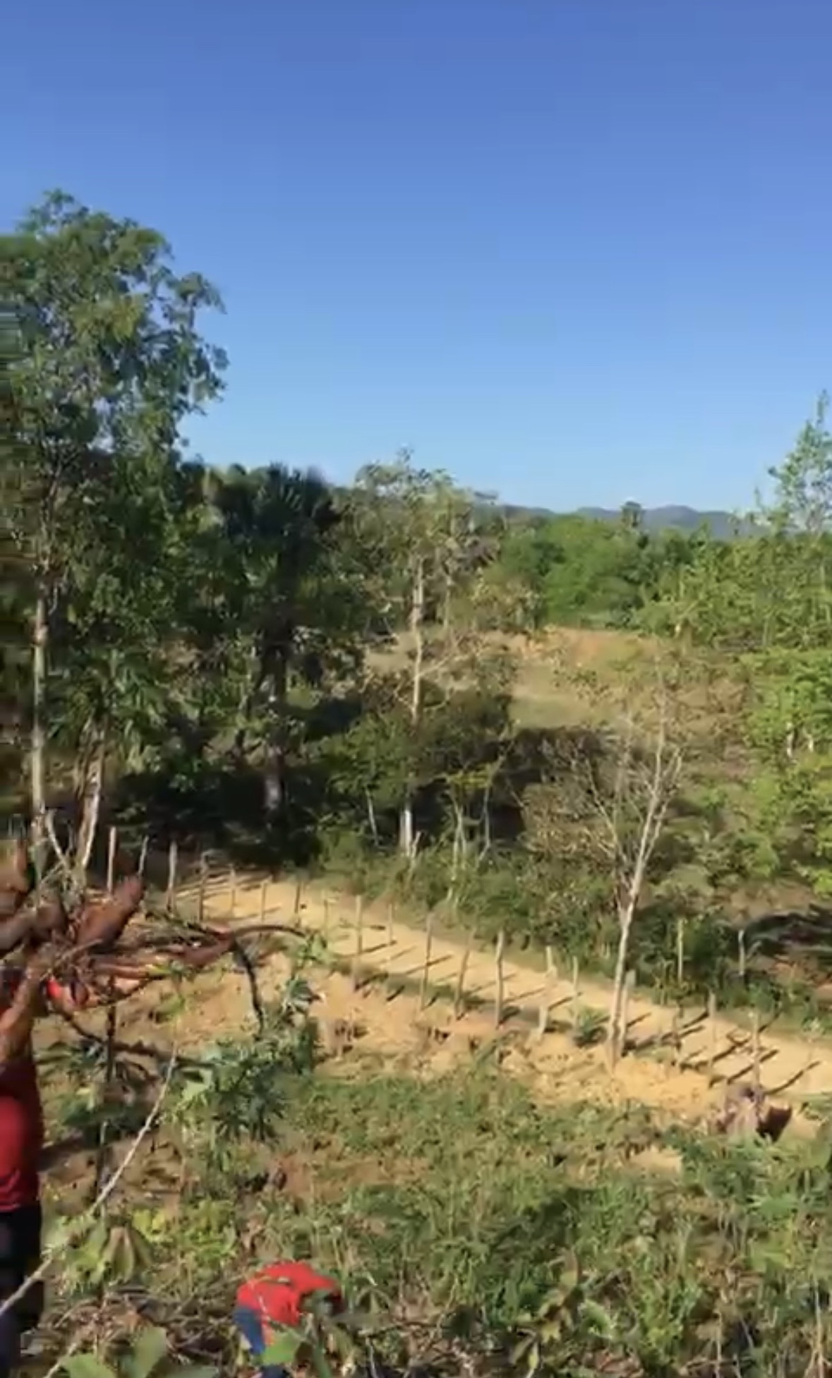 solares y terrenos - Finca de 70 Tarea en Mata de Jobo -Santiago Rodriguez 1