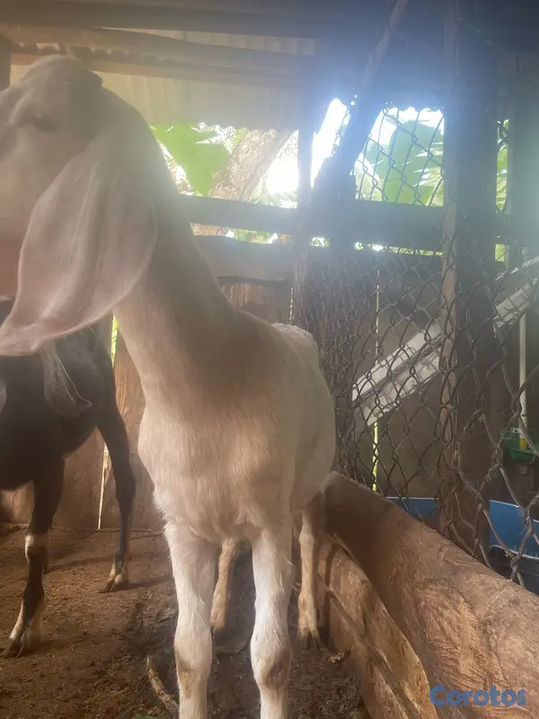 animales y mascotas - se venden pareja de chivos  6