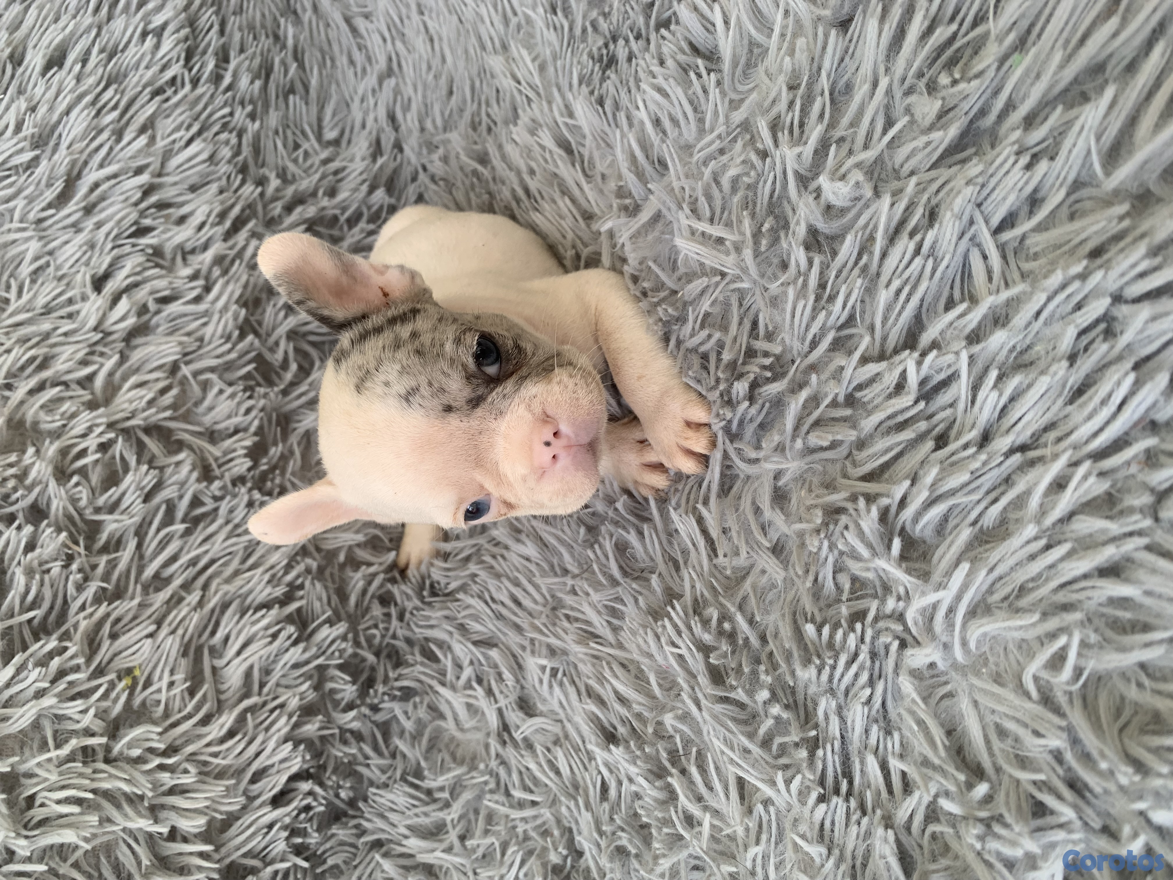 animales y mascotas - Bulldog francés  3