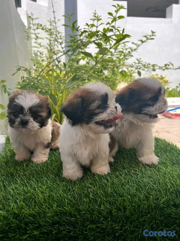 animales y mascotas - hermosos cachorritos shitzu toy 2
