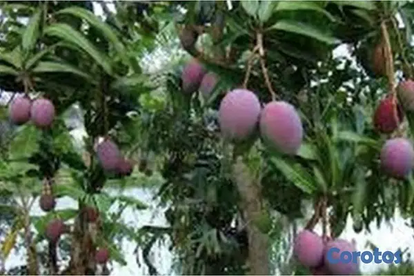 solares y terrenos - Venta de finca de mango en Baní por debajo del pre 3