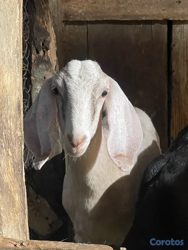 animales y mascotas - se venden pareja de chivos  7