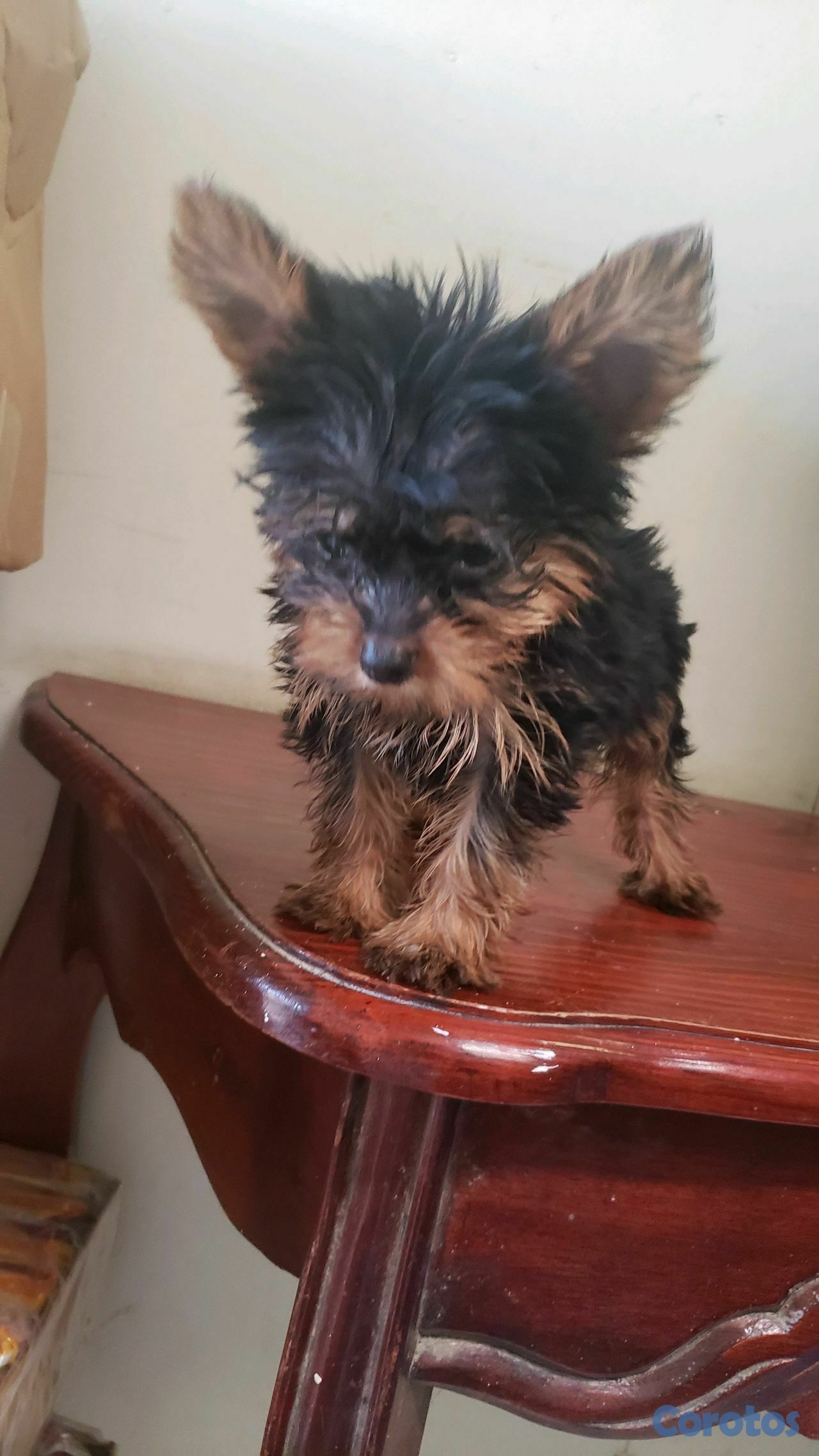 animales y mascotas - Cachorro Yorkshire Terrier Macho (leer descripción) 8