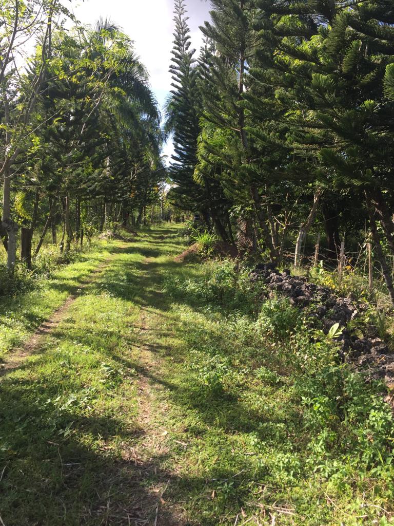 solares y terrenos - finca a Borde de Carretera Bayaguana